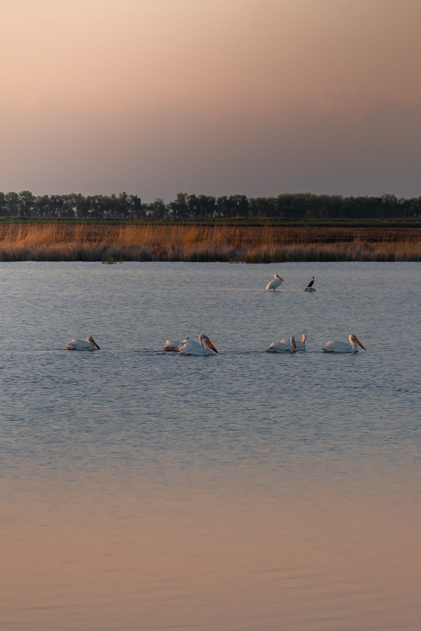 pelicans at dusk